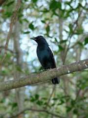 Pie des Seychelles, Shama des Seychelles,.Copsychus sechellarum, Seychelles Magpie Robin , Réserve Ile Cousin,.Seychelles