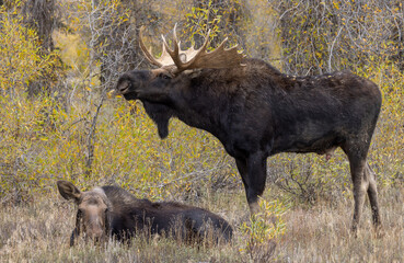 Bull and Cow Moose Rutting in Wyoming in Autumn