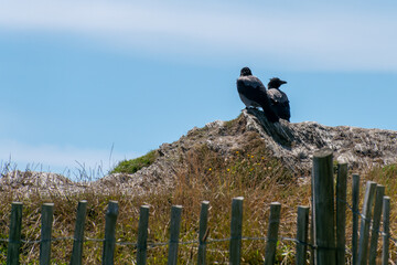 crows are sitting on a stone on a sunny day. Two black birds. Black bird on gray rock