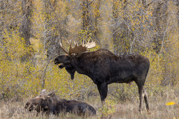 Bull and Cow Moose Rutting in Wyoming in Autumn