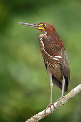 Rufescent-Tiger-Heron