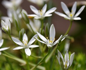 snowdrops in spring