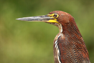 Rufescent-Tiger-Heron