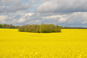 CHAMP DE COLZA AU PRINTEMPS