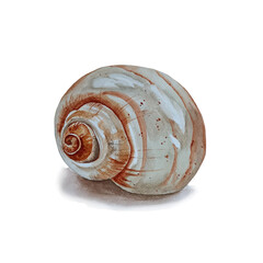 Watercolor sea shell swirl isolated on white background.
