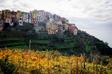 Obraz premium Borgo di Corniglia nelle Cinque Terre con vigneti terrazzati