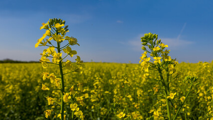 Obraz premium closeup yellow rape flowers under blue sky, farm agricultural background