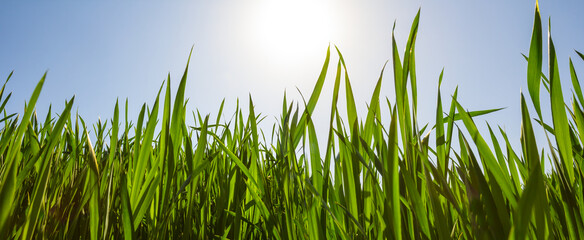 Fototapeta premium closeup green grass in light of sparkle sun