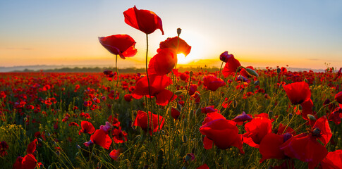closeup red poppy flowers in light of early morning sun