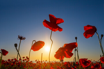 closeup red poppy flowers in light of early morning sun