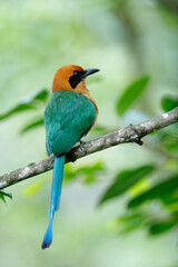 Rufous Motmot