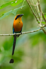 Rufous_Motmot