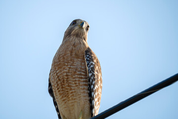 The red-shouldered hawk bird perching on electric cable looking for prey to hunt