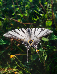 Butterfly in summer nature (Iphiclides podalirius)