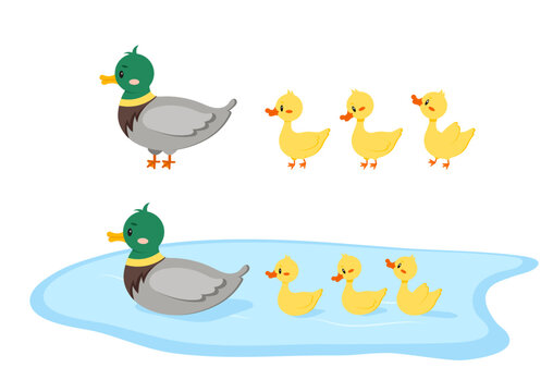 Duck bird with duckling walking and swim in water isolated on white background. Cute farm mother bird with baby in row flat design cartoon style vector illustration. Funny poultry duck family.