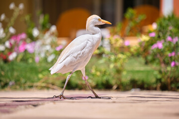 White cattle egret wild bird, also known as Bubulcus ibis walking on green lawn in summer