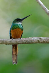 Fototapeta premium Rufous-tailed-Jacamar