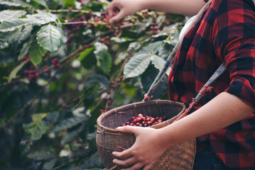 Plantation coffee bean concept. Farmer hand plantation and harvesting arabica coffee bean at farm....