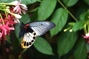 butterfly on flower