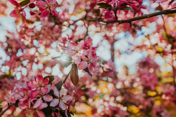 chinesische Kirschblüte blüht im Frühling