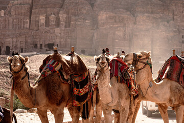 Multiple camels prepared for tourist rides on the colonnaded street in the ancient city of Petra during hot sunny day