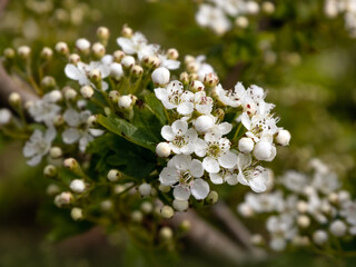 Closeup of flowers of Hawthorn (Crataegus monogyna) in a hedgerow in Spring