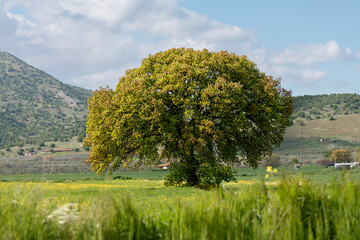 big tree in the middle of the field