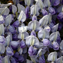 Closeup of flowers of Wisteria × valderi 'Murasaki-kapitan' in a garden in Spring © Chris Lawrence