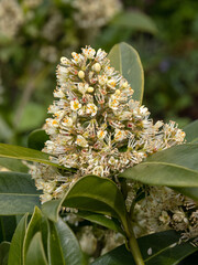 Fototapeta premium Closeup of flowers of Skimmia × confusa 'Kew Green' in a garden in Spring