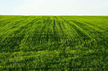 Obraz premium Green field of wheat