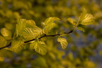 Closeup of new growth leaves of Physocarpus opulifolius 'Dart's Gold' in a garden in Spring