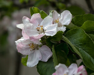 Closeup of flower head of  Viburnum × carlcephalum in a garden in Spring