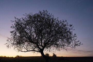 Fototapeta na wymiar landscape with lonely trees