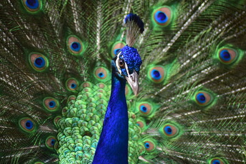 Fototapeta na wymiar Peacock dance.