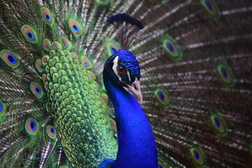 Fototapeta na wymiar close up of peacock. Peacock dancing in romantic mood during mating season.