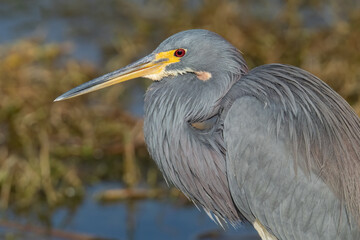 A tricolored heron catches the late day sun along the shore of Lake Apopka at Newton Park in Winter Park, Florida.