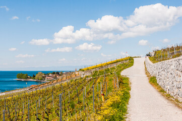 Fototapeta premium Lavaux, Genfersee, Weinberge, Cully, Dorf, See, Seeufer, Wanderweg, Weinberg-Terrassen, Weinbauer, Frühling, Waadt, Schweiz