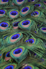 Fototapeta premium Peacock feathers background. Close up capture of vibrant, intricate peacock feathers, showcasing their mesmerizing iridescence and fine details in vivid hues