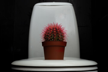 Cactus with pink needles on the toilet