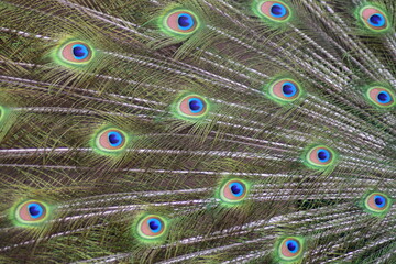 Obraz premium Peacock feather background.