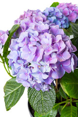 Hydrangea isolated on white background. Hydrangea in a pot. Beautiful flowers. Spring bouquet. Blue, pink and lilac hydrangea flowers.