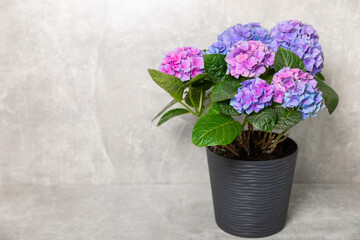 Hydrangea Blooming.Hydrangea on gray textural background. Hydrangea in a pot. Beautiful flowers. Spring bouquet. Blue, pink and lilac hydrangea flowers.Retro