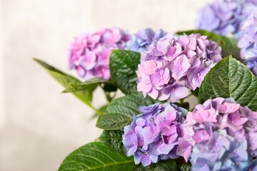 Fototapeta premium Hydrangea Blooming. Hydrangea on a colorful blurred background. Hydrangea in a pot. Beautiful flowers. Spring bouquet. Blue, pink and lilac hydrangea flowers.Retro