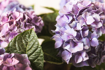 Hydrangea Blooming. Hydrangea on a colorful blurred background. Hydrangea in a pot. Beautiful flowers. Spring bouquet. Blue, pink and lilac hydrangea flowers.Retro © Avocado_studio