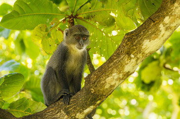 White-throated Monkey (cercopithecus albogularis) in a tree, Kenya, Africa