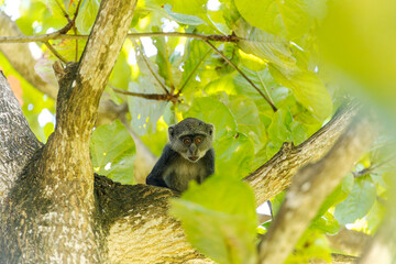 White-throated Monkey (cercopithecus albogularis) in a tree, Kenya, Africa