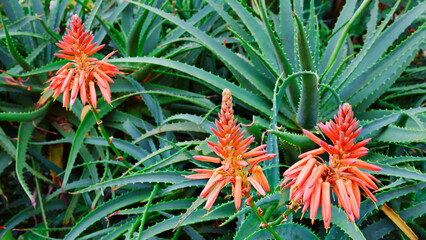 Growing Aloe vera plants. Stems with blooming red flowers. Farming at tropical plantation in...