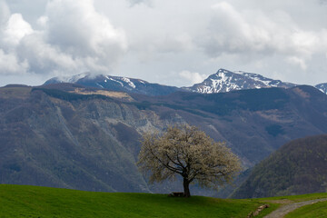 flowering cherry tree at corno alle scale bologna regional park