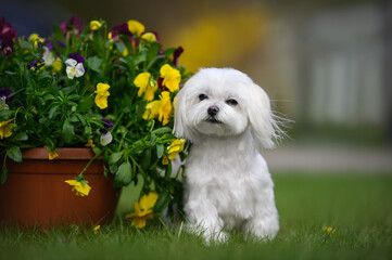 beautiful maltese dog sitting outdoors with blooming flowers in a pot