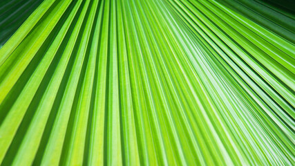 Obraz premium Striped leaf of tropical palm. Abstract green texture background.